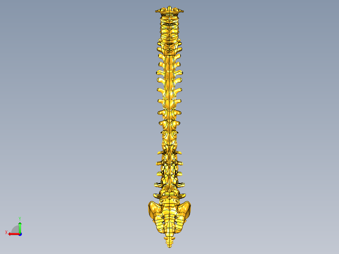 骨骼、人体骨骼(10)后视图