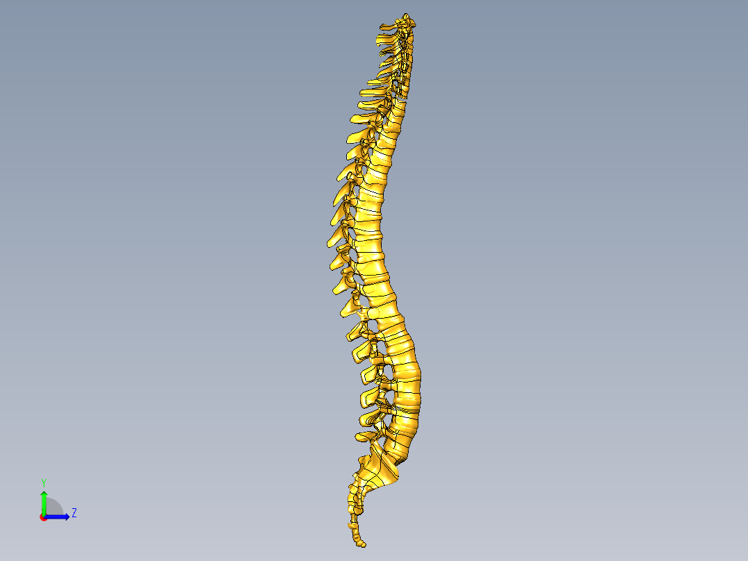 骨骼、人体骨骼(10)左视图