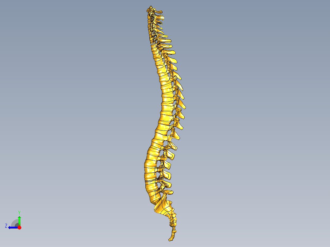 骨骼、人体骨骼(10)右视图