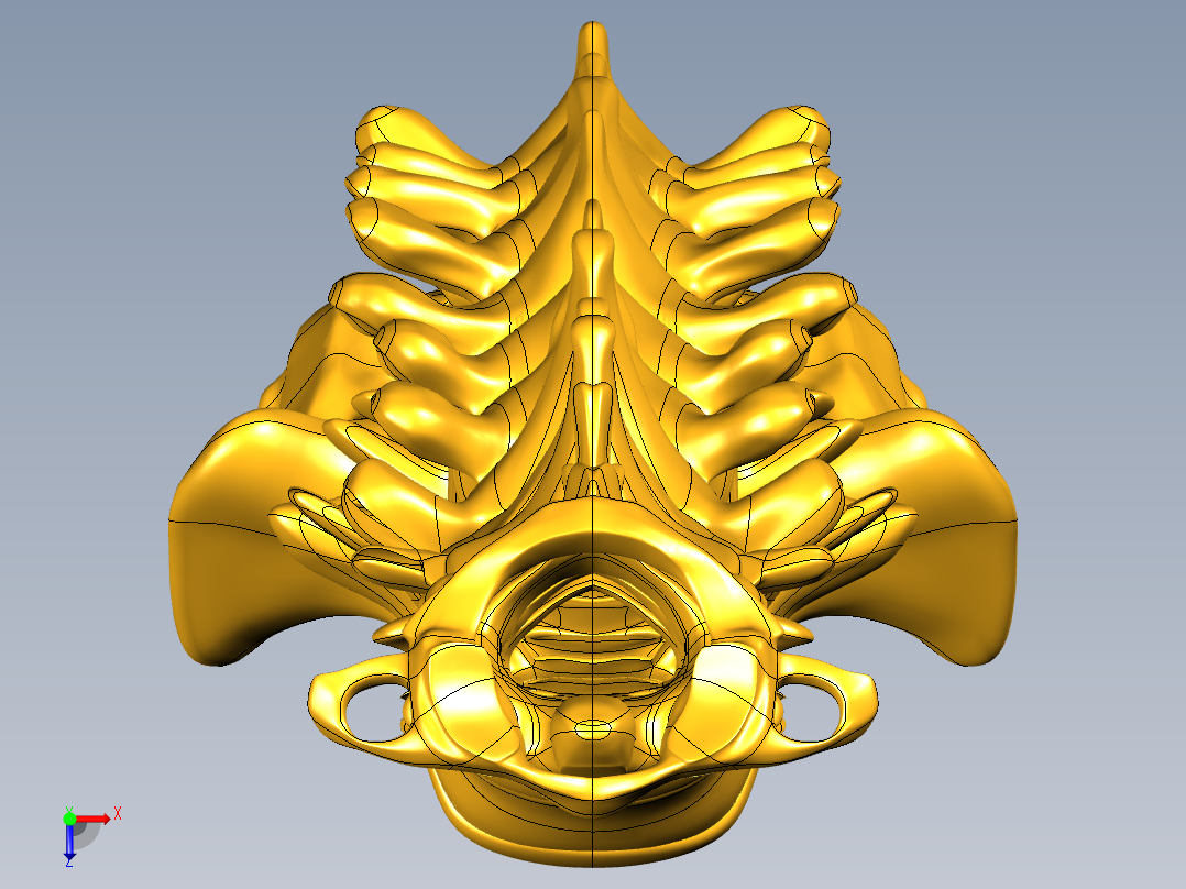 骨骼、人体骨骼(10)俯视图