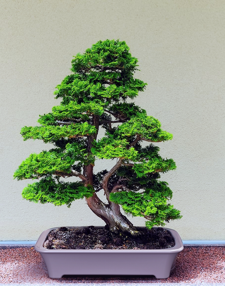 盆景菜经典
