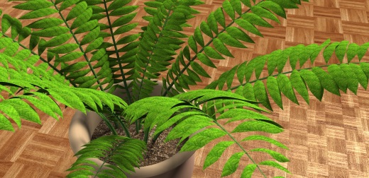 室内植物-大型蕨类植物缩略图