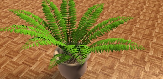 室内植物-大型蕨类植物缩略图