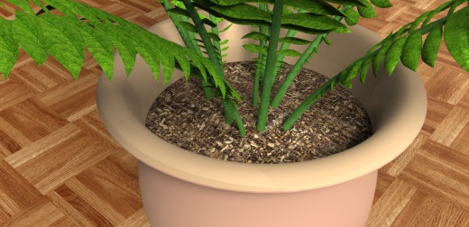 室内植物-大型蕨类植物缩略图