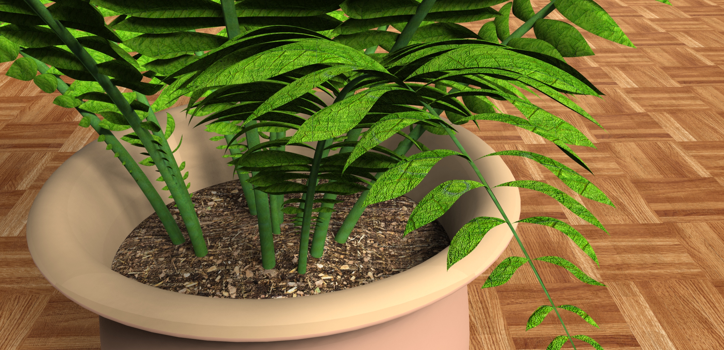 室内植物-大型蕨类植物