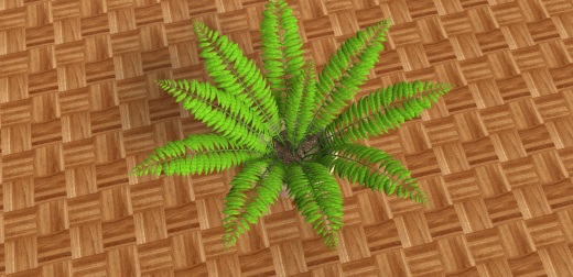 室内植物-大型蕨类植物缩略图