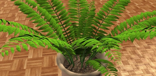 室内植物-大型蕨类植物缩略图
