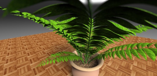 室内植物-大型蕨类植物缩略图