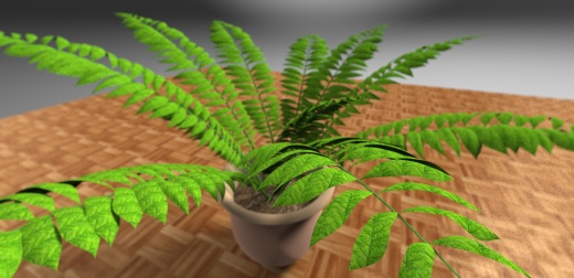 室内植物-大型蕨类植物缩略图