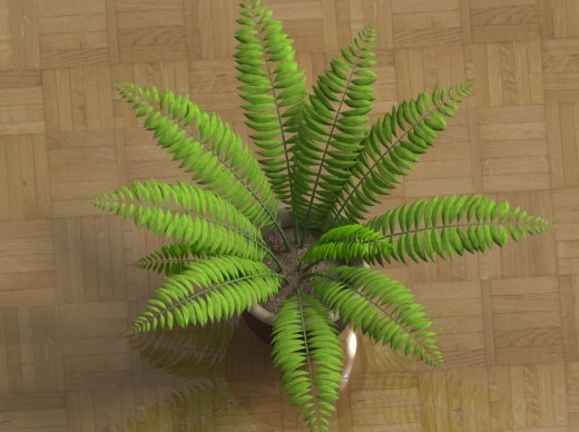 室内植物-大型蕨类植物缩略图
