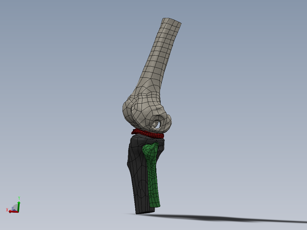 骨骼、人体骨骼(6)主视图