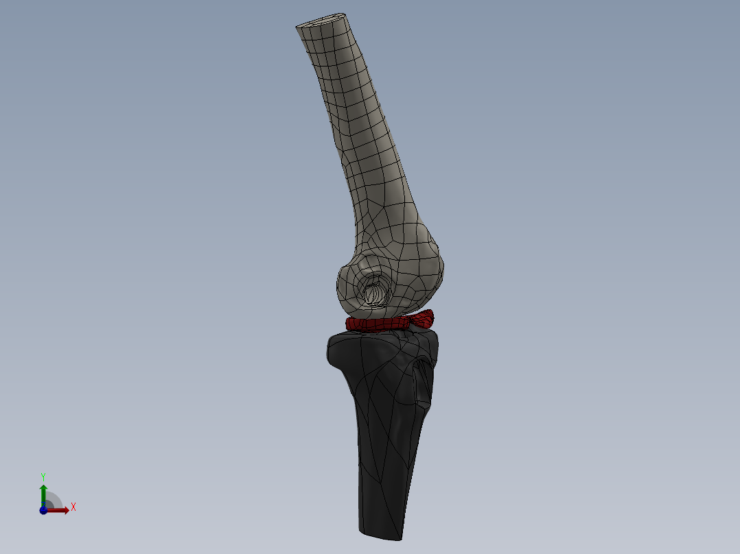 骨骼、人体骨骼(6)前视图