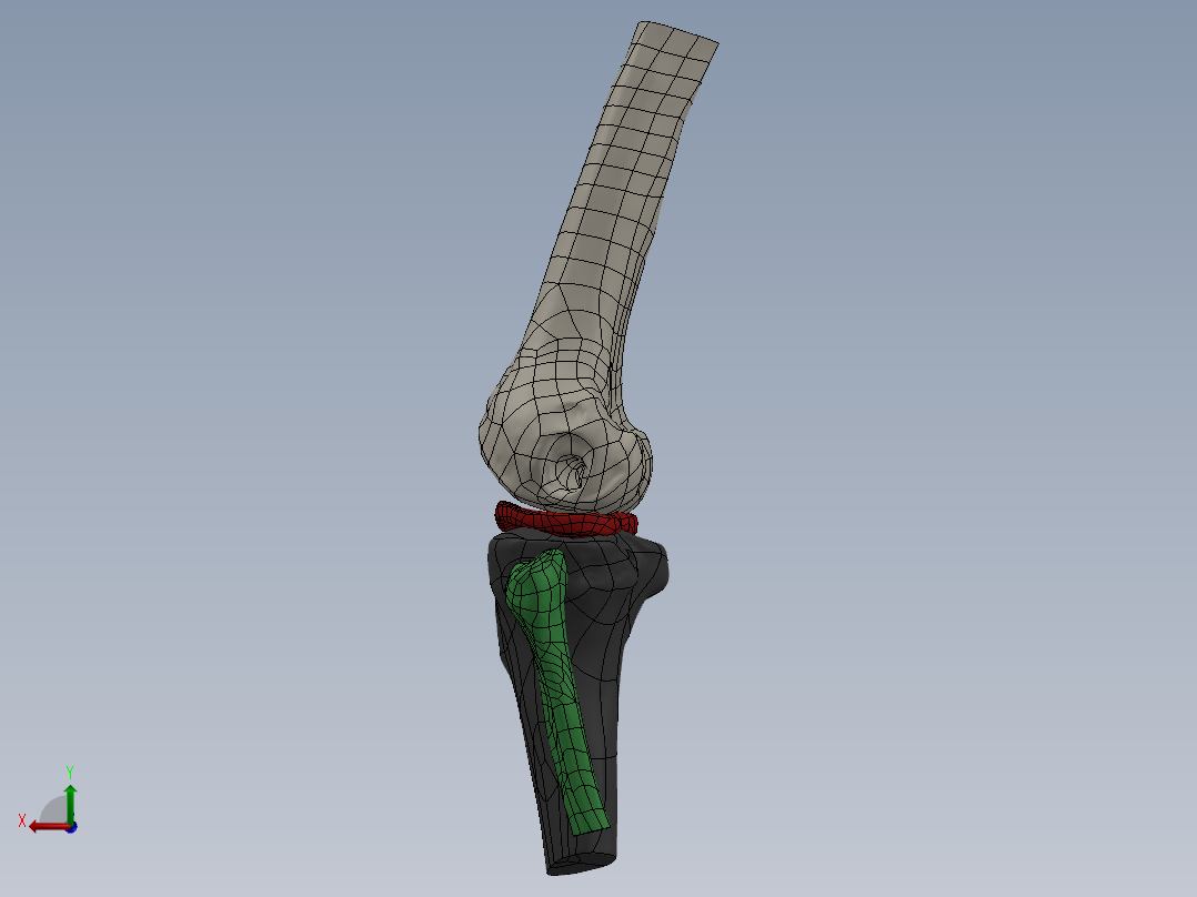 骨骼、人体骨骼(6)后视图
