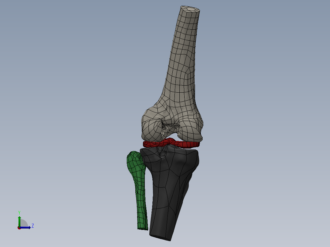 骨骼、人体骨骼(6)左视图