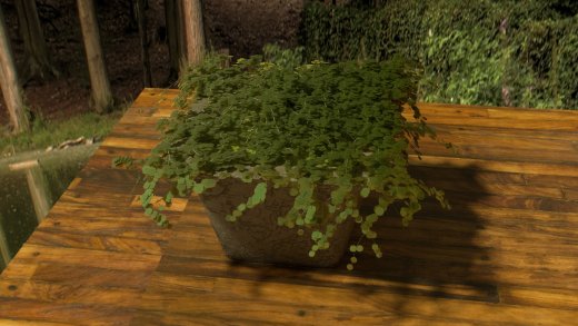 常春藤种植缩略图
