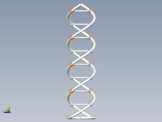 DNA基因染色体17右视缩略图