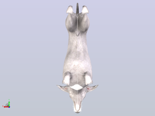 意大利灵缇犬后视缩略图