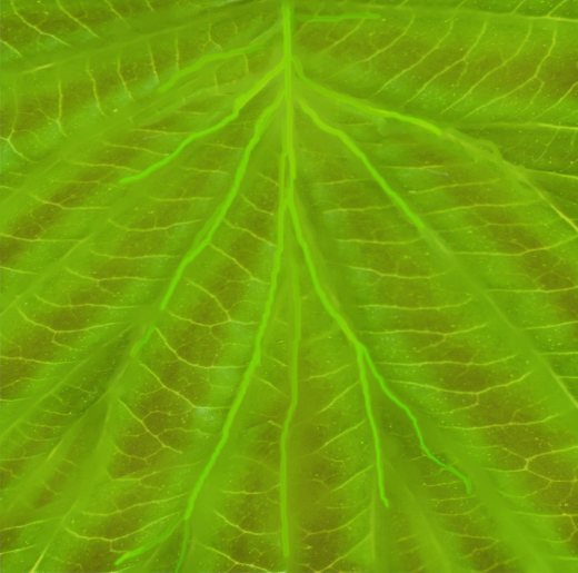 夏季露台缩略图