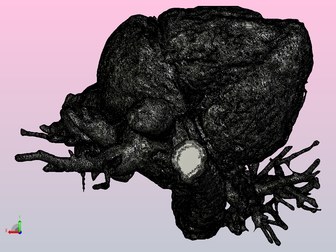 人心脏的3D模型后视图
