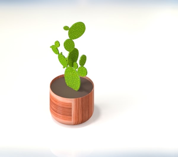 仙人掌