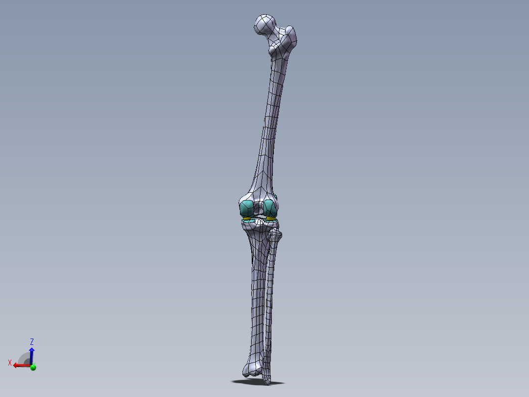 下肢膝关节 骨骼模型1053855==1200S10主视图