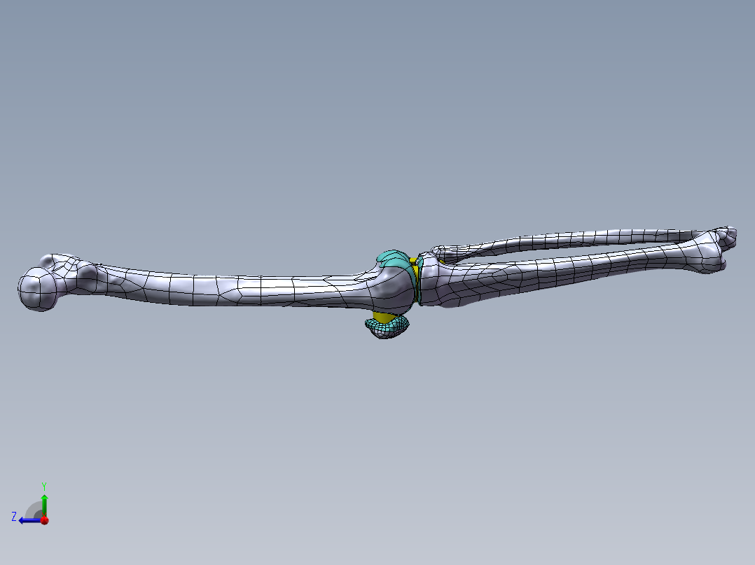 下肢膝关节 骨骼模型1053855==1200S10右视图