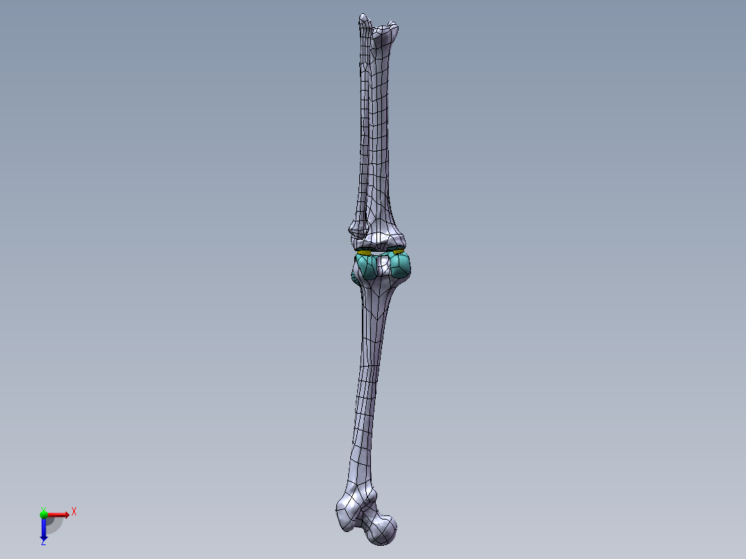 下肢膝关节 骨骼模型1053855==1200S10俯视图