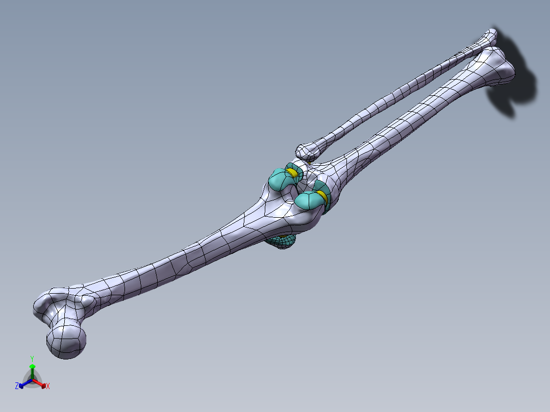 下肢膝关节 骨骼模型1053855==1200S10正等轴测图