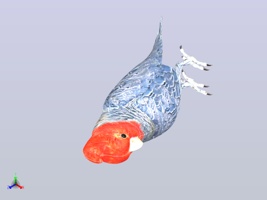 鸟