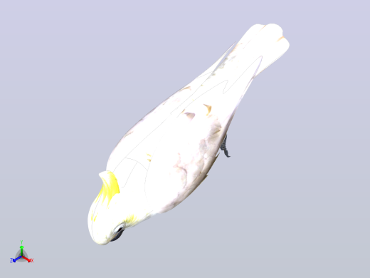 鸟模型