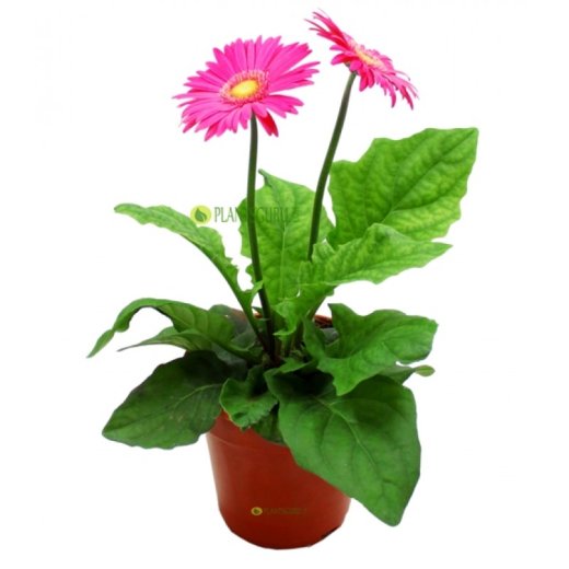 花卉植物缩略图