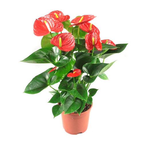 花卉植物缩略图