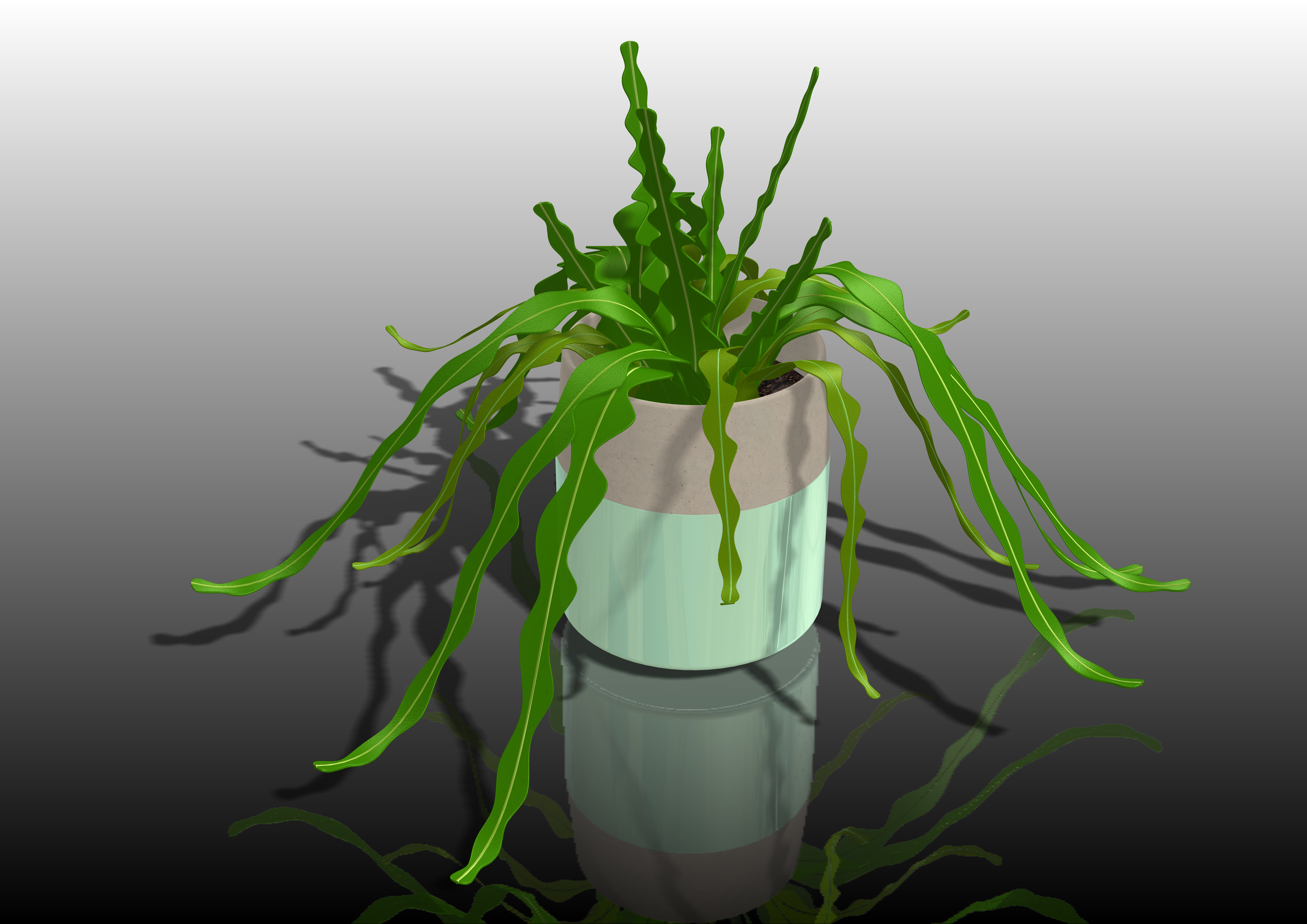 植物4