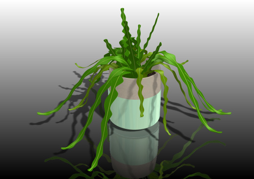 植物4缩略图