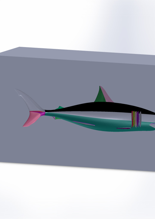 大白鲨鱼模型3D图纸 Solidworks设计 附STEP缩略图