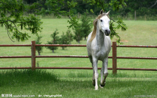 骏马缩略图