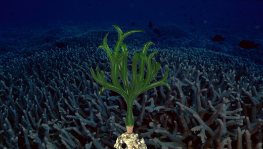 管状海藻缩略图