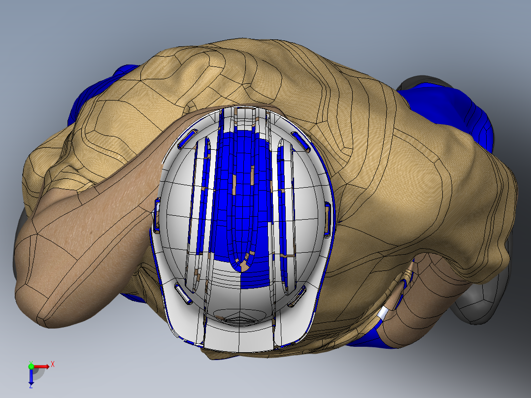 人体模型(39)俯视图