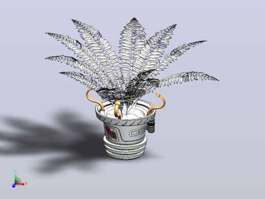 蕨类植物盆栽