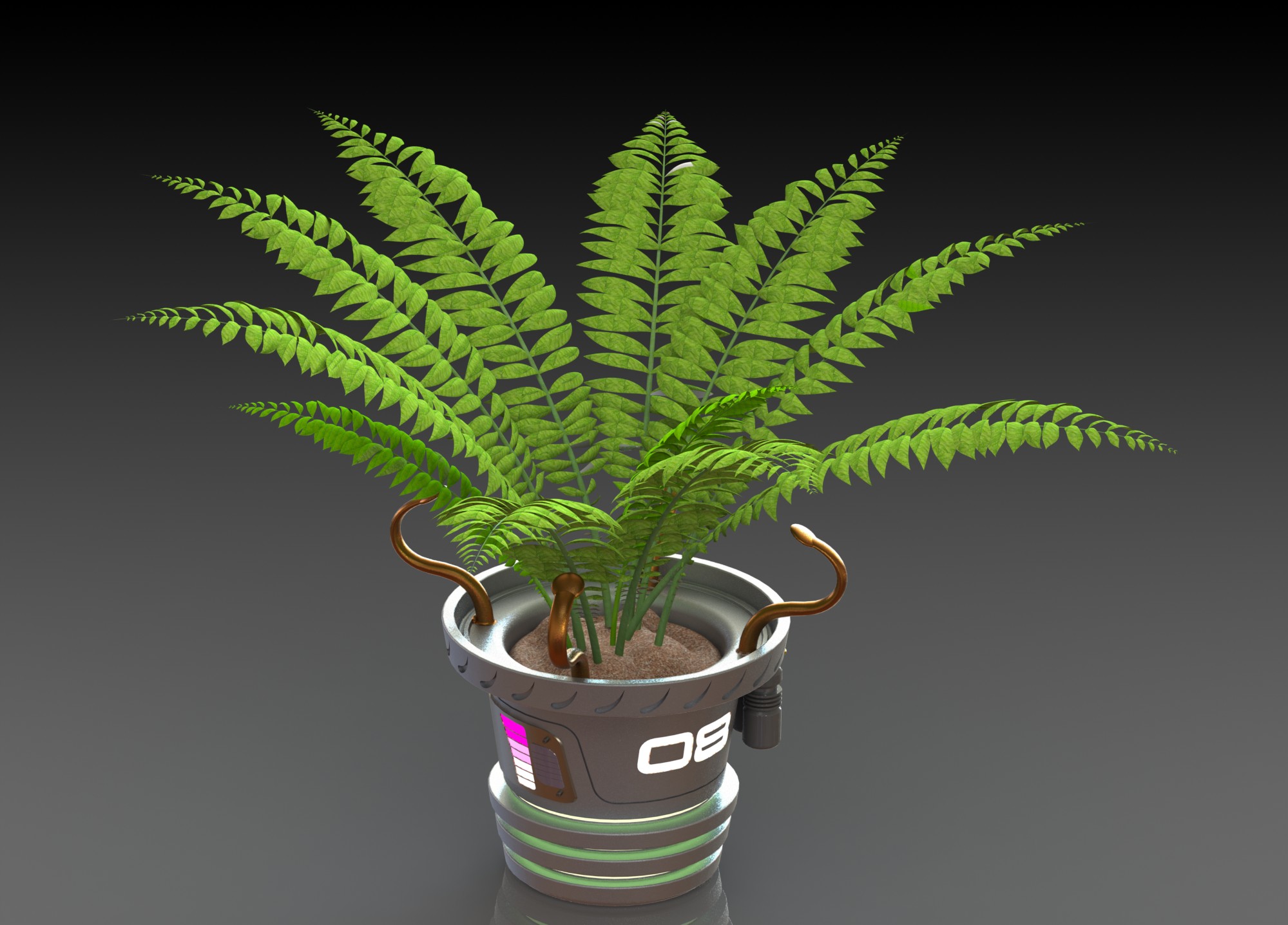 蕨类植物盆栽