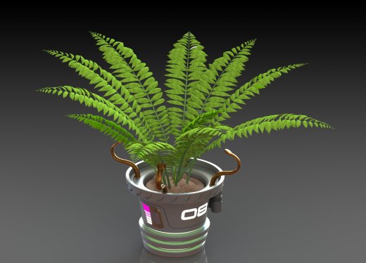 蕨类植物盆栽缩略图