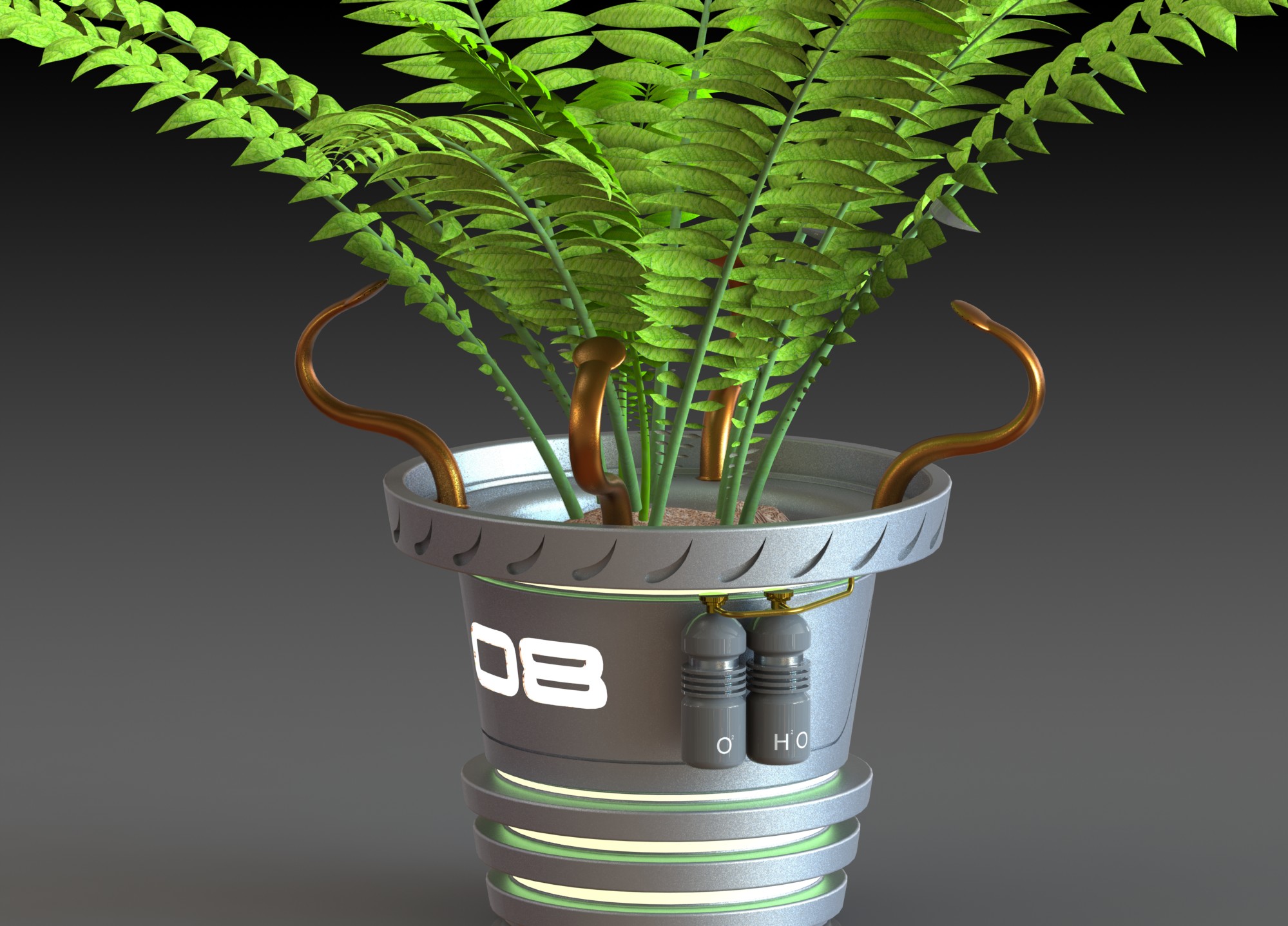 蕨类植物盆栽