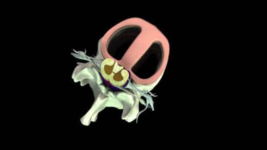 椎骨、脊髓、神经缩略图