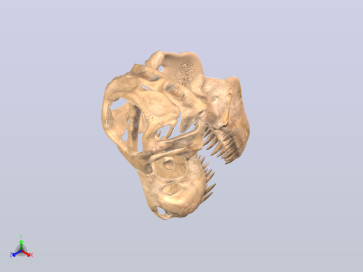 霸王龙头骨化石