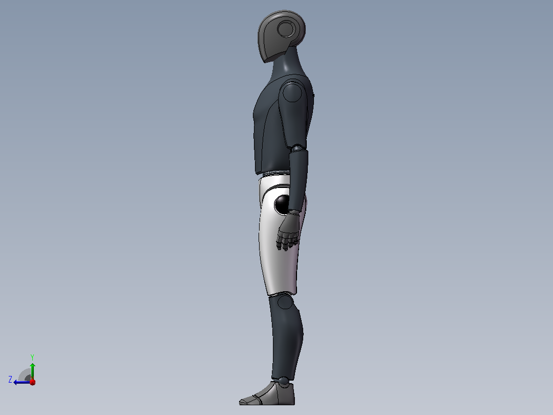 人体模型（男性）右视图