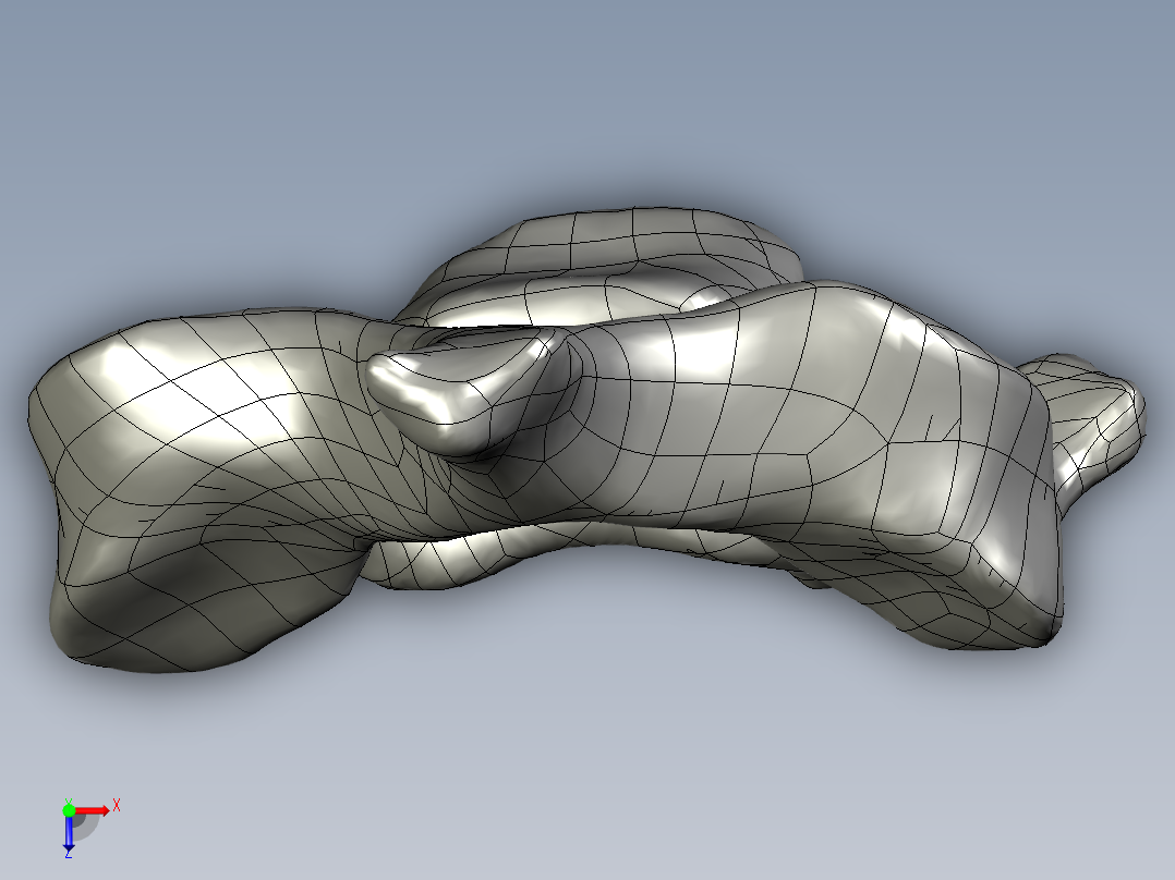 人体颈椎模型俯视图
