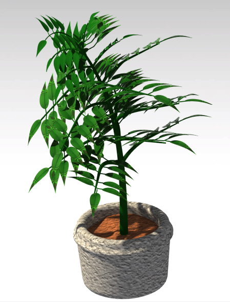 植物