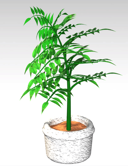 植物