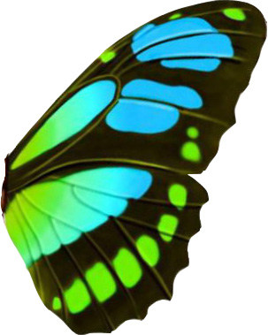 花蝴蝶 - 副本缩略图