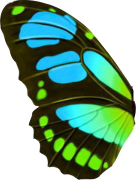 花蝴蝶 - 副本缩略图